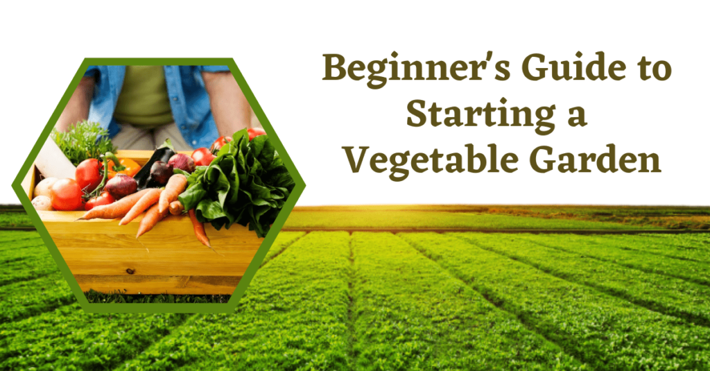 Beginner's Guide to Starting a Vegetable Garden