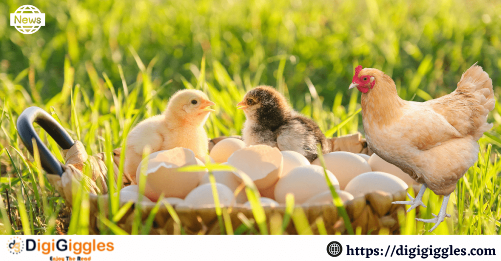 Do you want to know what came first Chicken or Egg?